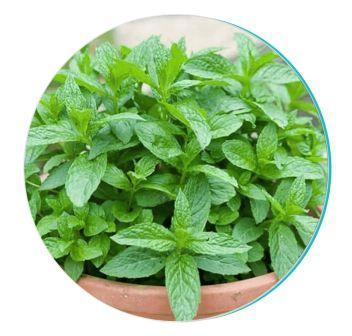 Peppermint for Fresh Breath